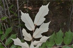 Pterospermum xylocarpum